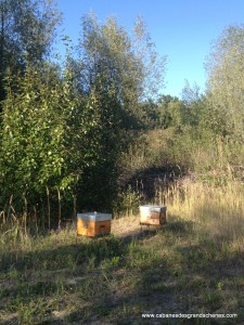 La visite des ruches se fait environ 4 fois dans l'année