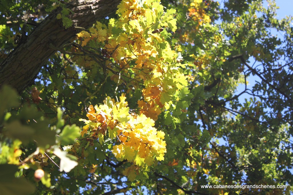 Arbres et Cabanes à l'automne